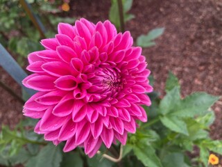 Obraz premium pink dahlia flower in garden