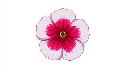 Pink gerber daisy flower isolated on white background
