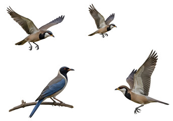 Obraz premium Five Birds In Flight Against Black Background
