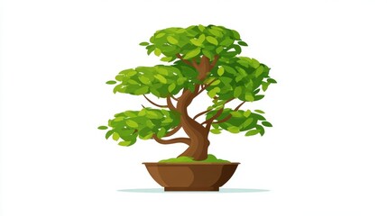 A single small potted bonsai tree with green foliage, isolated on a white background, perfect for decoration