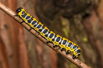 caterpillar. colorful detailed macro photo of an insect in the wild. close-up. space for text. screensaver. bokeh
