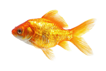 Vibrant Goldfish Isolated on White Transparent Background