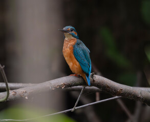 kingfisher, birds, fauna, nature, animals, water, trees, landscape, wildlife, blue, wild, colorful, roller, bee-eater, green, bee, branch, color, beak, eater, birds, tree, fauna, orange, feathers, col