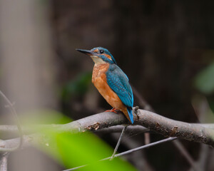 kingfisher, birds, fauna, nature, animals, water, trees, landscape, wildlife, blue, wild, colorful, roller, bee-eater, green, bee, branch, color, beak, eater, birds, tree, fauna, orange, feathers, col