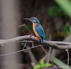 kingfisher, birds, fauna, nature, animals, water, trees, landscape, wildlife, blue, wild, colorful, roller, bee-eater, green, bee, branch, color, beak, eater, birds, tree, fauna, orange, feathers, col