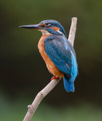 kingfisher, birds, fauna, nature, animals, water, trees, landscape, wildlife, blue, wild, colorful, roller, bee-eater, green, bee, branch, color, beak, eater, birds, tree, fauna, orange, feathers, col