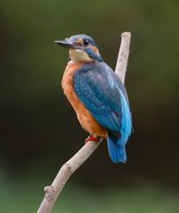 kingfisher, birds, fauna, nature, animals, water, trees, landscape, wildlife, blue, wild, colorful, roller, bee-eater, green, bee, branch, color, beak, eater, birds, tree, fauna, orange, feathers, col