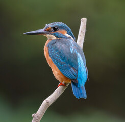 kingfisher, birds, fauna, nature, animals, water, trees, landscape, wildlife, blue, wild, colorful, roller, bee-eater, green, bee, branch, color, beak, eater, birds, tree, fauna, orange, feathers, col