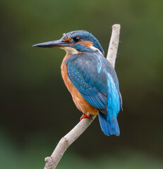 kingfisher, birds, fauna, nature, animals, water, trees, landscape, wildlife, blue, wild, colorful, roller, bee-eater, green, bee, branch, color, beak, eater, birds, tree, fauna, orange, feathers, col