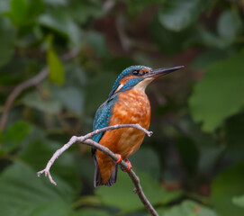 kingfisher, birds, fauna, nature, animals, water, trees, landscape, wildlife, blue, wild, colorful, roller, bee-eater, green, bee, branch, color, beak, eater, birds, tree, fauna, orange, feathers, col