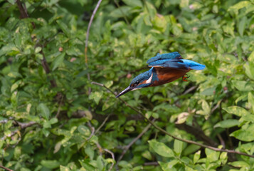 kingfisher, birds, fauna, nature, animals, water, trees, landscape, wildlife, blue, wild, colorful, roller, bee-eater, green, bee, branch, color, beak, eater, birds, tree, fauna, orange, feathers, col