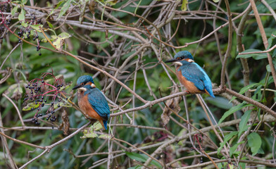 kingfisher, birds, fauna, nature, animals, water, trees, landscape, wildlife, blue, wild, colorful, roller, bee-eater, green, bee, branch, color, beak, eater, birds, tree, fauna, orange, feathers, col