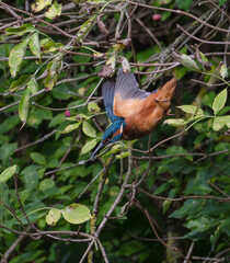 kingfisher, birds, fauna, nature, animals, water, trees, landscape, wildlife, blue, wild, colorful, roller, bee-eater, green, bee, branch, color, beak, eater, birds, tree, fauna, orange, feathers, col
