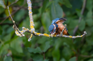 kingfisher, birds, fauna, nature, animals, water, trees, landscape, wildlife, blue, wild, colorful, roller, bee-eater, green, bee, branch, color, beak, eater, birds, tree, fauna, orange, feathers, col