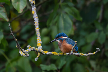 kingfisher, birds, fauna, nature, animals, water, trees, landscape, wildlife, blue, wild, colorful, roller, bee-eater, green, bee, branch, color, beak, eater, birds, tree, fauna, orange, feathers, col