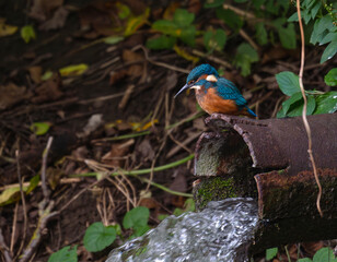kingfisher, birds, fauna, nature, animals, water, trees, landscape, wildlife, blue, wild, colorful, roller, bee-eater, green, bee, branch, color, beak, eater, birds, tree, fauna, orange, feathers, col