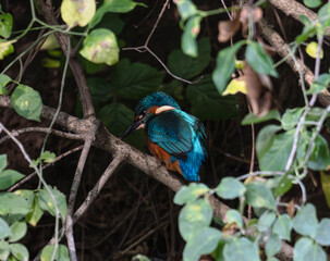 kingfisher, birds, fauna, nature, animals, water, trees, landscape, wildlife, blue, wild, colorful, roller, bee-eater, green, bee, branch, color, beak, eater, birds, tree, fauna, orange, feathers, col