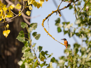 kingfisher, birds, fauna, nature, animals, water, trees, landscape, wildlife, blue, wild, colorful, roller, bee-eater, green, bee, branch, color, beak, eater, birds, tree, fauna, orange, feathers, col