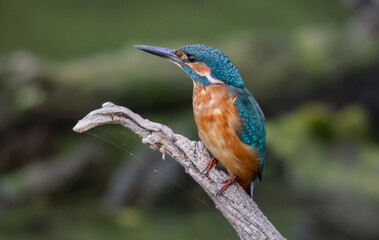 kingfisher, birds, fauna, nature, animals, water, trees, landscape, wildlife, blue, wild, colorful, roller, bee-eater, green, bee, branch, color, beak, eater, birds, tree, fauna, orange, feathers, col