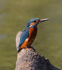 kingfisher, birds, fauna, nature, animals, water, trees, landscape, wildlife, blue, wild, colorful, roller, bee-eater, green, bee, branch, color, beak, eater, birds, tree, fauna, orange, feathers, col