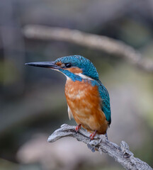 kingfisher, birds, fauna, nature, animals, water, trees, landscape, wildlife, blue, wild, colorful, roller, bee-eater, green, bee, branch, color, beak, eater, birds, tree, fauna, orange, feathers, col
