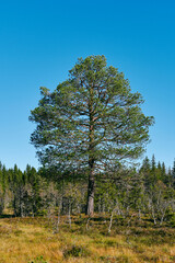 A pine tree around the Svartputten Lake of the Totenåsen Hills, Norway, in September 2025.