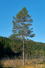 A pine tree in front of the Østre Kalvbergene Hill, part of the Totenåsen Hills, Norway, in September 2025.