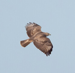 Birds, the forest hawk, predator, predators, nature, fauna, forest, sky, freedom, air,