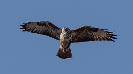 Birds, the forest hawk, predator, predators, nature, fauna, forest, sky, freedom, air,