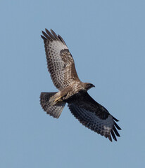 Birds, the forest hawk, predator, predators, nature, fauna, forest, sky, freedom, air,