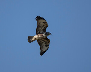 Birds, the forest hawk, predator, predators, nature, fauna, forest, sky, freedom, air,
