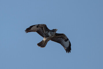 Birds, the forest hawk, predator, predators, nature, fauna, forest, sky, freedom, air,
