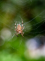 Kreuzspinne