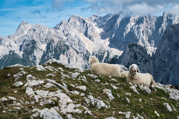 Widok na owce w Alpach