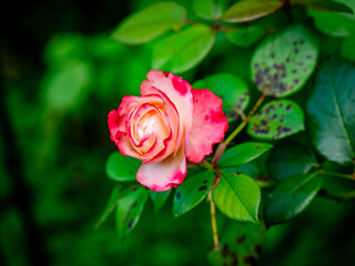 Edelrose