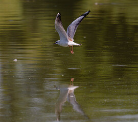 Birds, jay, alpine pipit, nature, fauna, forest, sky, freedom, air, water, green
