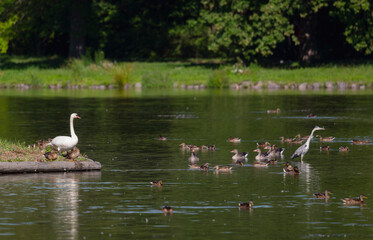 Birds, jay, alpine pipit, nature, fauna, forest, sky, freedom, air, water, green