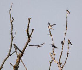 Birds, jay, alpine pipit, nature, fauna, forest, sky, freedom, air, water, green