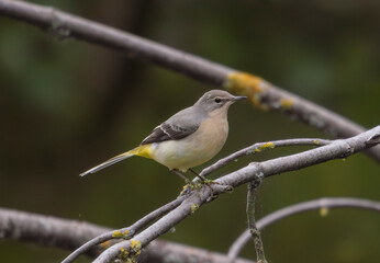 Birds, jay, alpine pipit, nature, fauna, forest, sky, freedom, air, water, green