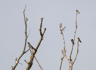 Birds, jay, alpine pipit, nature, fauna, forest, sky, freedom, air, water, green