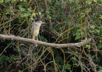 Birds, jay, alpine pipit, nature, fauna, forest, sky, freedom, air, water, green