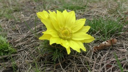 A bright yellow adonis flower blooms among dry grass in the springtime sun