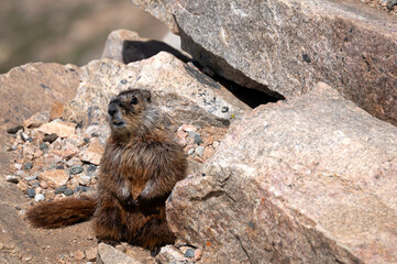 Marmot on Rocky Alpine Slope