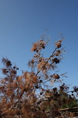 Coulter pine tree branch laden with numerous large, mature pine cones and dried, reddish-brown needles, set against a vibrant, clear blue sky