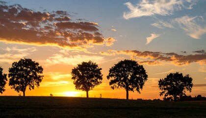 Obraz premium Silhouetted trees at sunset over a field