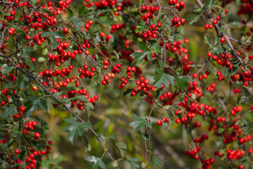 Autumn, pond, pond shore, water, grass, rest, relax, sun, rose hips, red, green