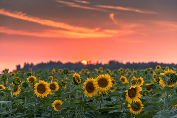Obraz premium A vibrant sunflower field in full bloom at golden hour, showcasing bright yellow petals against a dramatic sunset sky. Perfect summer rural landscape with blooming sunflowers, countryside farmland, an