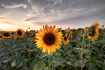 Obraz premium A vibrant sunflower field in full bloom at golden hour, showcasing bright yellow petals against a dramatic sunset sky. Perfect summer rural landscape with blooming sunflowers, countryside farmland, an