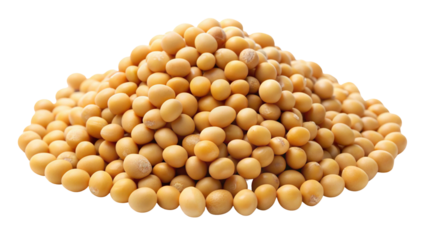 A large pile of small round yellow mustard seeds forming a natural mound isolated on transparent background
