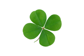 Four-leaf clover, symbol of luck, isolated on white transparent background